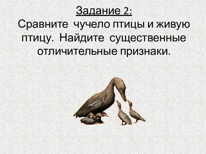 Задание 2: Сравните чучело птицы и живую птицу. Найдите существенные отличительные признаки.