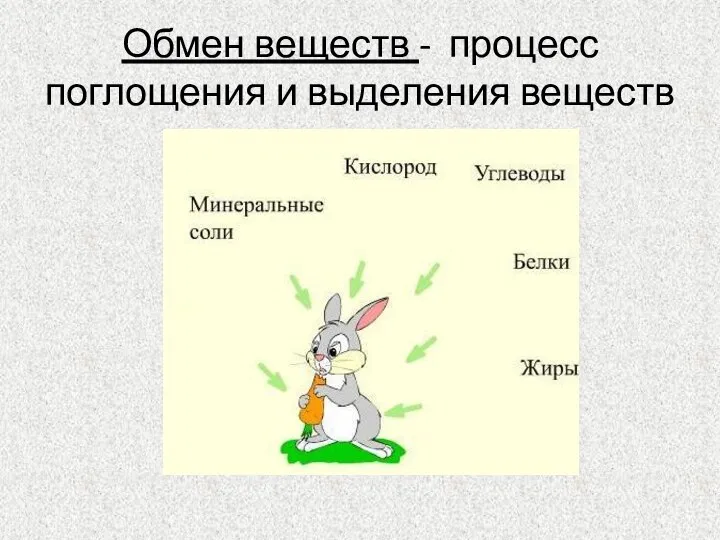 Обмен веществ - процесс поглощения и выделения веществ