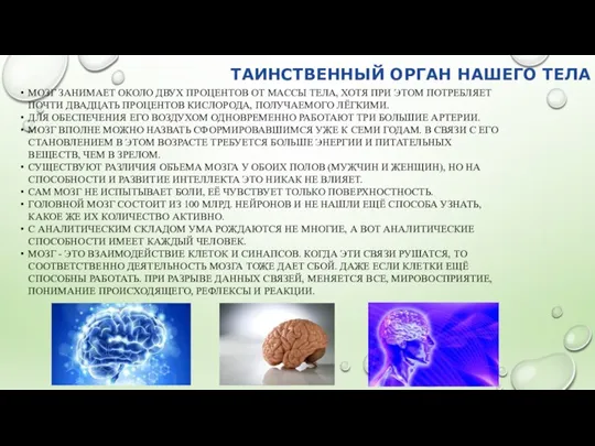 ТАИНСТВЕННЫЙ ОРГАН НАШЕГО ТЕЛА МОЗГ ЗАНИМАЕТ ОКОЛО ДВУХ ПРОЦЕНТОВ ОТ МАССЫ ТЕЛА,