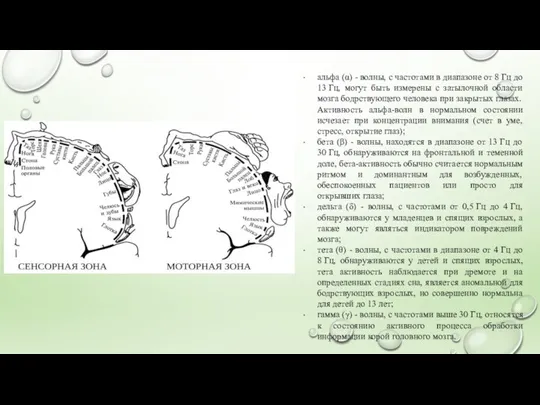 альфа (α) - волны, с частотами в диапазоне от 8 Гц до