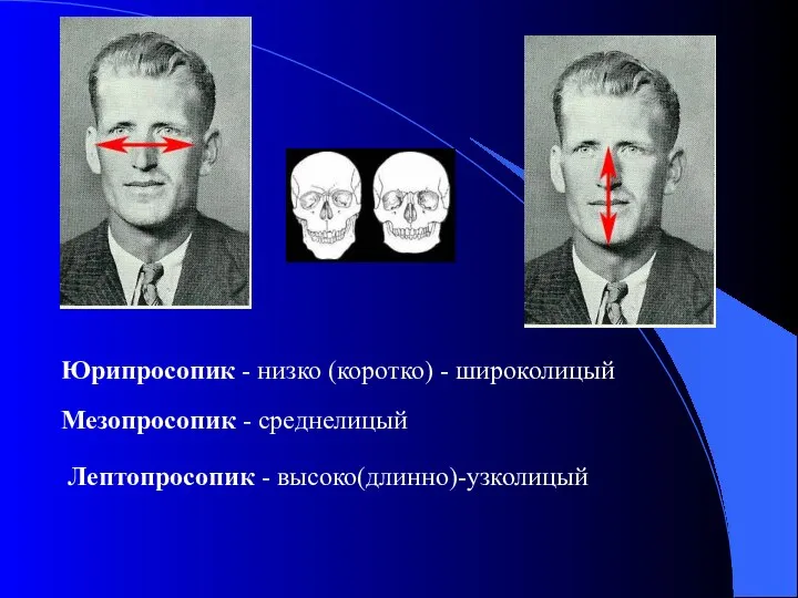 Юрипросопик - низко (коротко) - широколицый Мезопросопик - среднелицый Лептопросопик - высоко(длинно)-узколицый