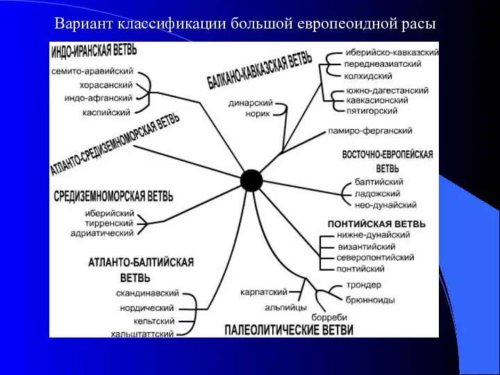 Вариант классификации большой европеоидной расы