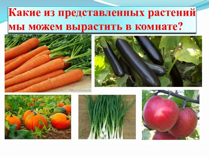 Какие из представленных растений мы можем вырастить в комнате?