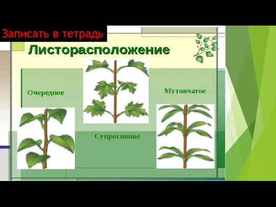 Записать в тетрадь