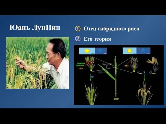 Юань ЛунПин Отец гибридного риса ① ② Его теория