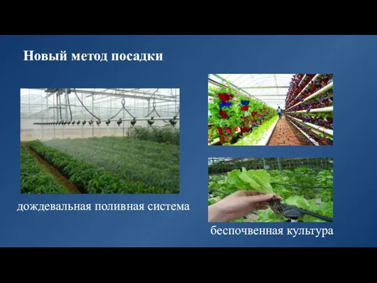 Новый метод посадки дождевальная поливная система беспочвенная культура