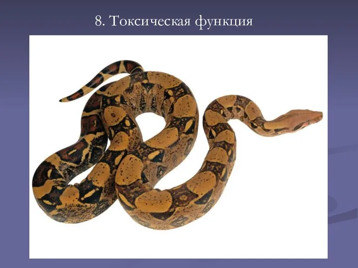 8. Токсическая функция