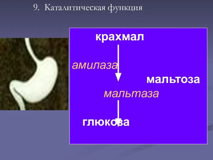 9. Каталитическая функция крахмал амилаза мальтоза мальтаза глюкоза