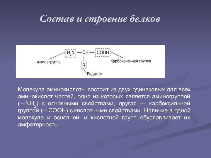 Состав и строение белков Молекула аминокислоты состоит из двух одинаковых для всех