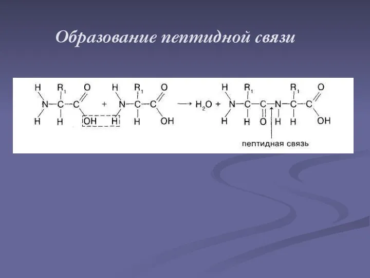 Образование пептидной связи