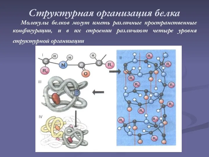 Структурная организация белка Молекулы белков могут иметь различные пространственные конфигурации, и в