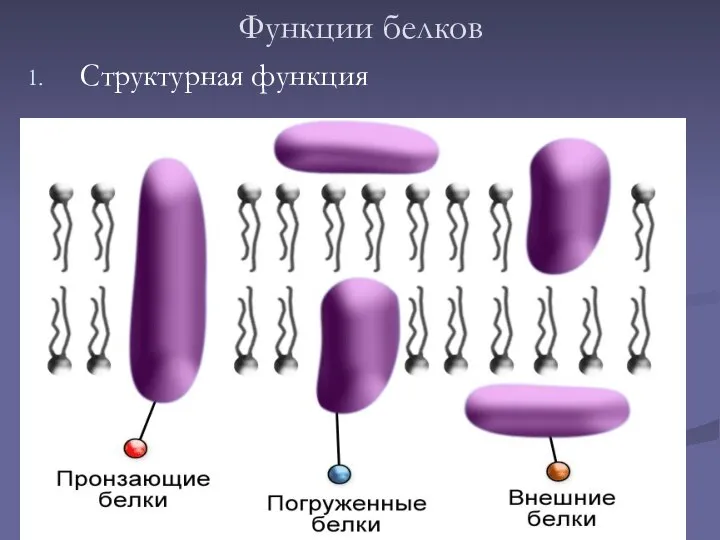 Функции белков Структурная функция