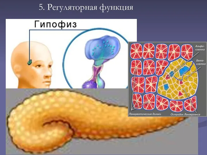 5. Регуляторная функция