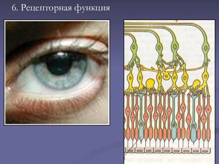 6. Рецепторная функция