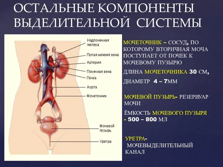 ОСТАЛЬНЫЕ КОМПОНЕНТЫ ВЫДЕЛИТЕЛЬНОЙ СИСТЕМЫ МОЧЕТОЧНИК – СОСУД, ПО КОТОРОМУ ВТОРИЧНАЯ МОЧА ПОСТУПАЕТ