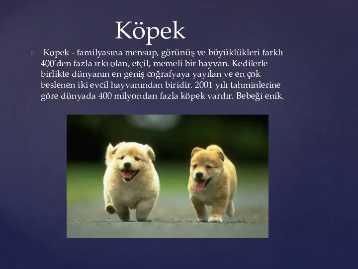 Kopek - familyasına mensup, görünüş ve büyüklükleri farklı 400'den fazla ırkı olan,