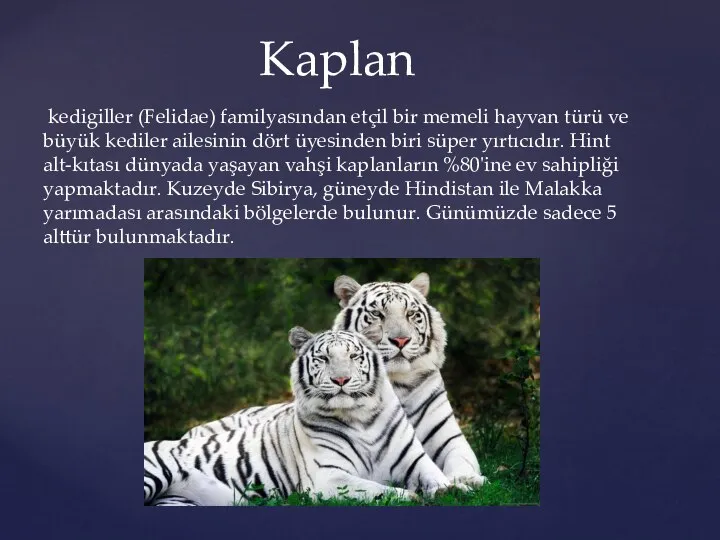 kedigiller (Felidae) familyasından etçil bir memeli hayvan türü ve büyük kediler ailesinin