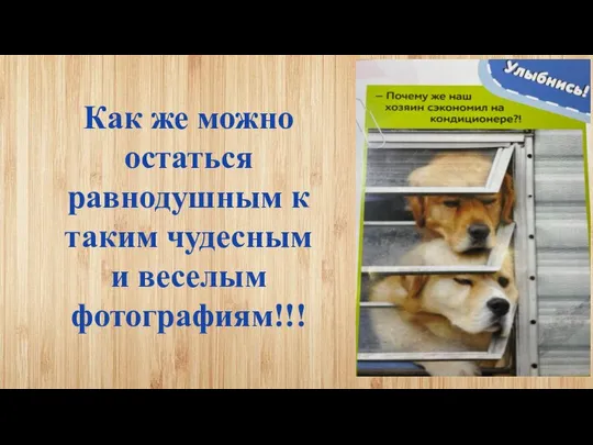 Как же можно остаться равнодушным к таким чудесным и веселым фотографиям!!!