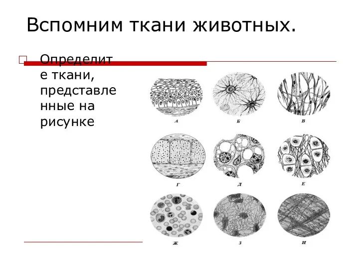 Вспомним ткани животных. Определите ткани, представленные на рисунке