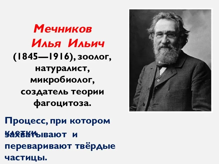 Мечников Илья Ильич (1845—1916), зоолог, натуралист, микробиолог, создатель теории фагоцитоза. Процесс, при