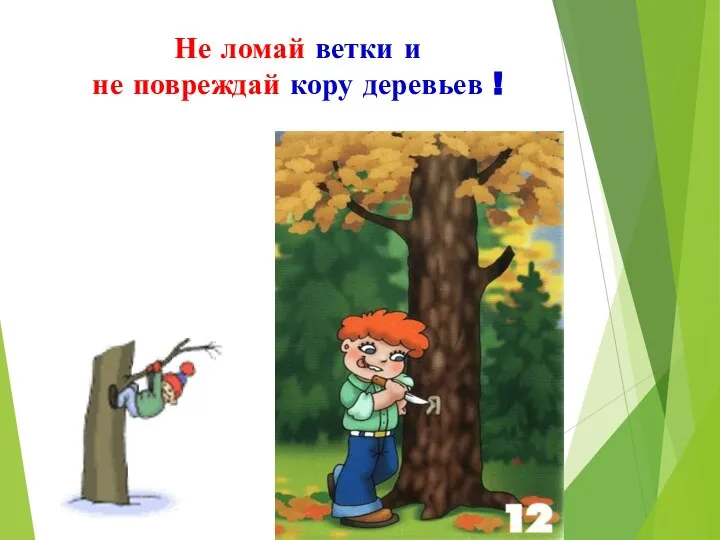 Не ломай ветки и не повреждай кору деревьев !