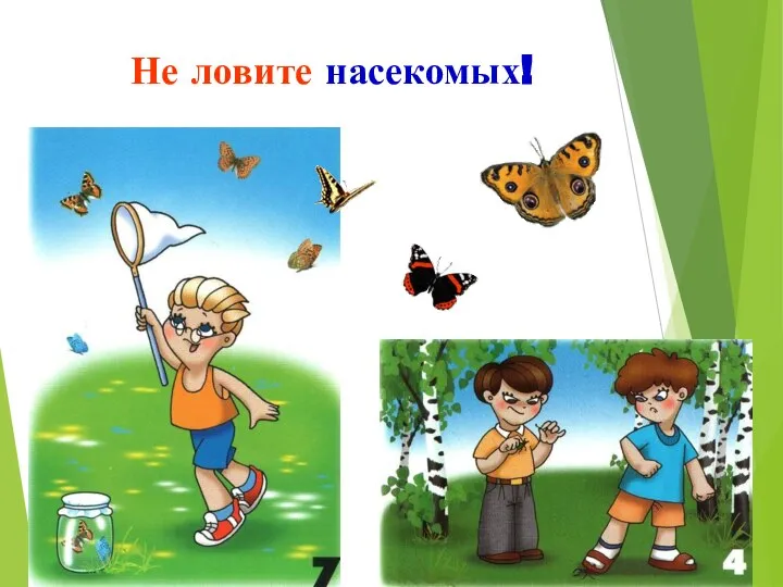 Не ловите насекомых!