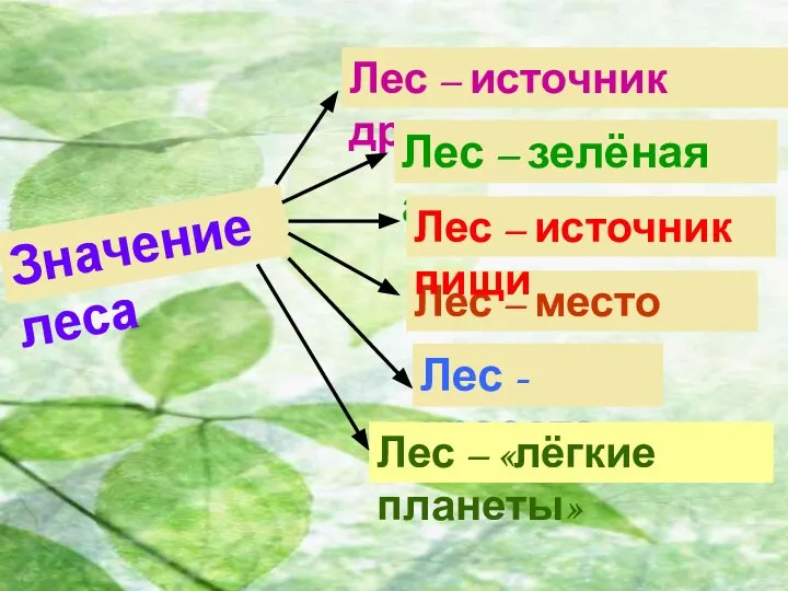 Значение леса Лес – источник древесины Лес – зелёная аптека Лес –