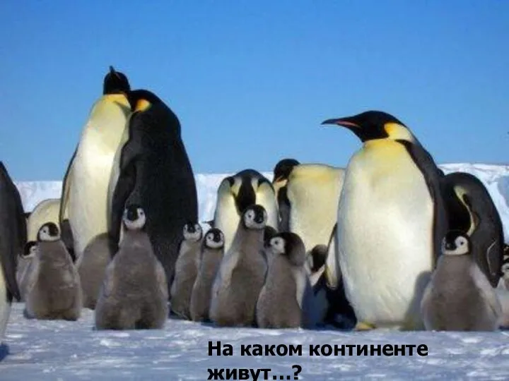 Здесь встречают нас пингвины! Не забыть такой картины: На каком континенте живут…?
