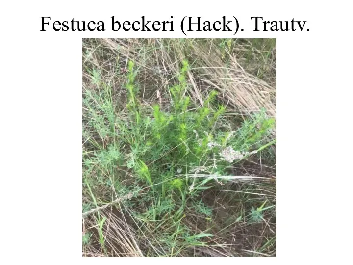 Festuca beckeri (Hack). Trautv.