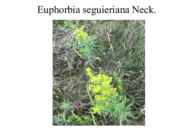 Euphorbia seguieriana Neck.