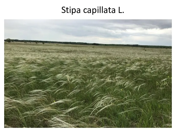 Stipa capillata L.