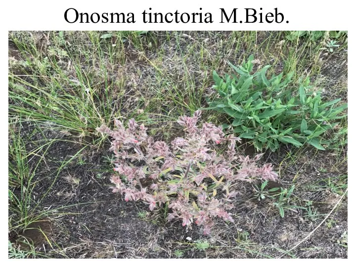 Onosma tinctoria M.Bieb.