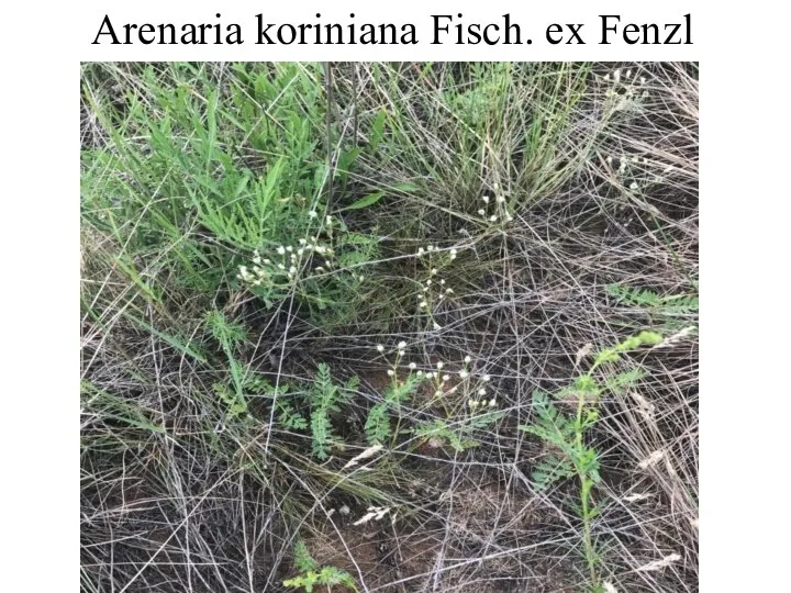 Arenaria koriniana Fisch. ex Fenzl