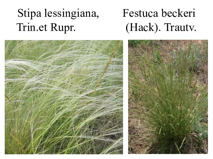 Stipa lessingiana, Festuca beckeri Trin.et Rupr. (Hack). Trautv.