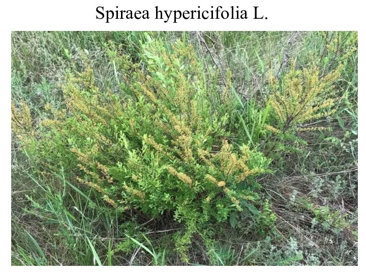 Spiraea hypericifolia L.