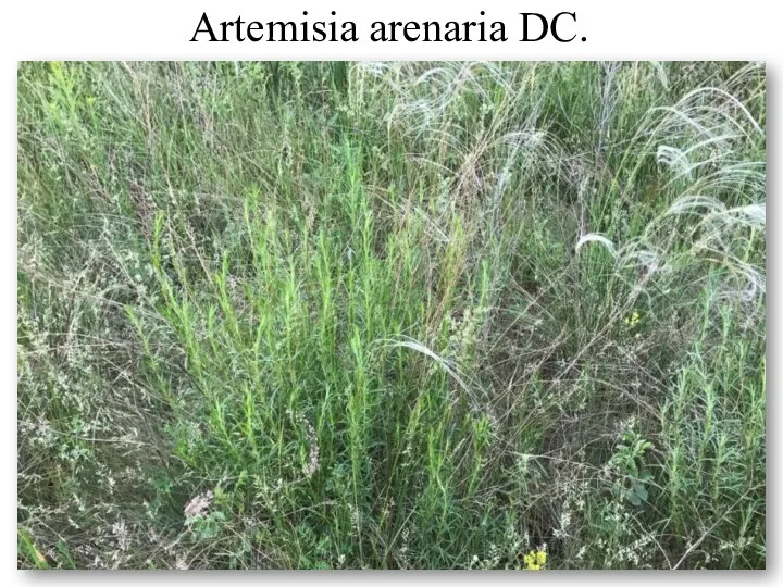 Artemіsia arenaria DC.