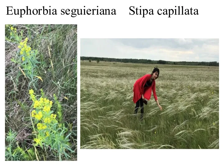 Euphorbia seguieriana Stipa capillata