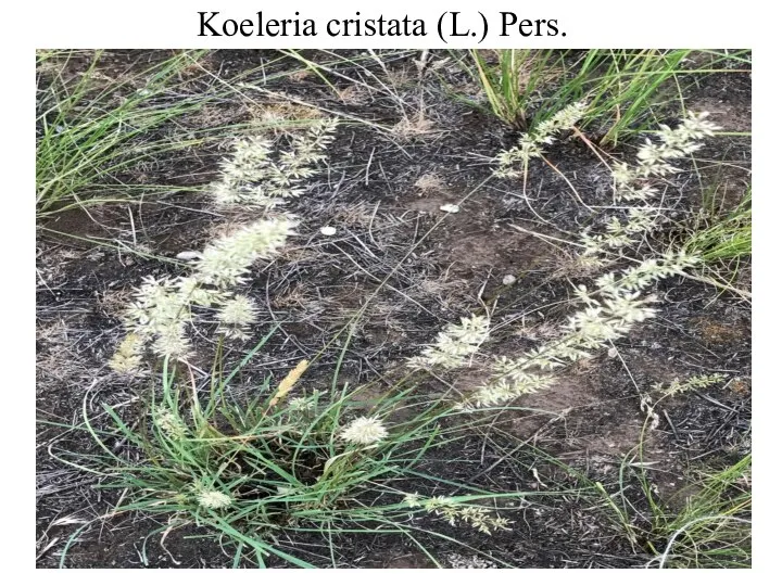 Koeleria cristata (L.) Pers.