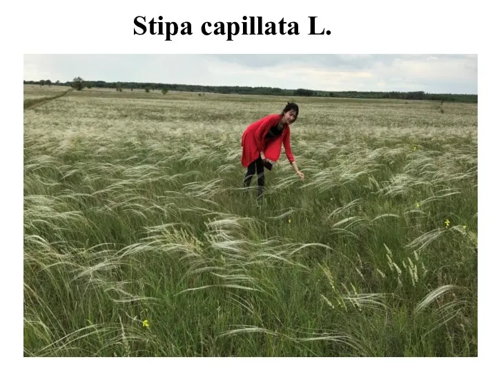 Stipa capillata L.