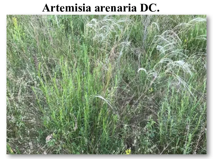 Artemіsia arenaria DC.