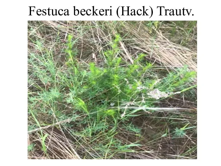 Festuca beckeri (Hack) Trautv.