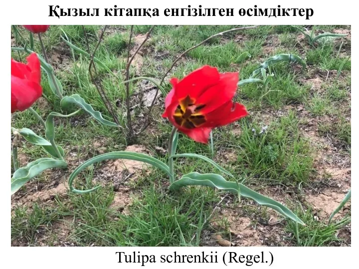 Қызыл кітапқа енгізілген өсімдіктер Tulipa sсhrenkii (Regel.)