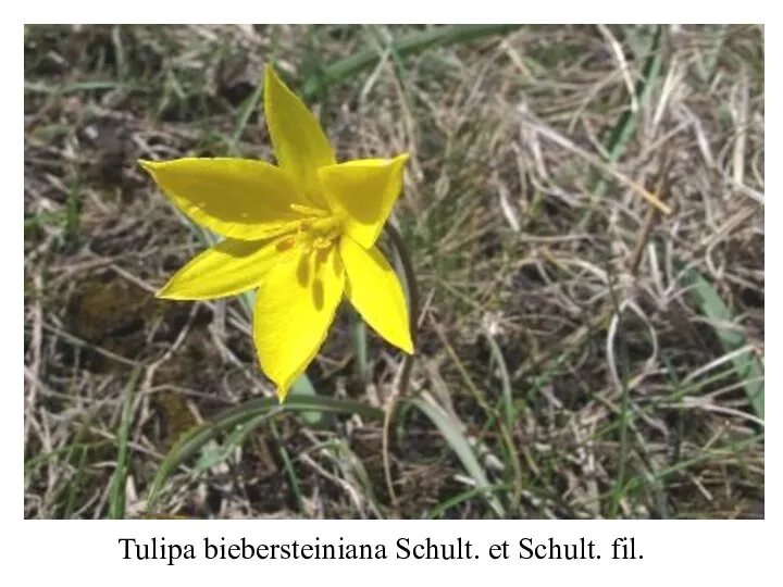 Tulipa biebersteiniana Schult. et Schult. fil.