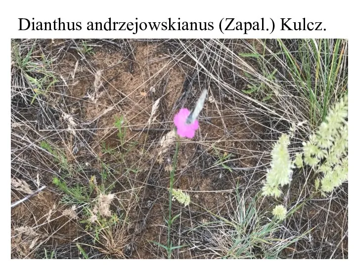 Dianthus andrzejowskianus (Zapal.) Kulcz.