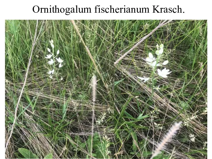 Ornithogalum fischerianum Krasch.