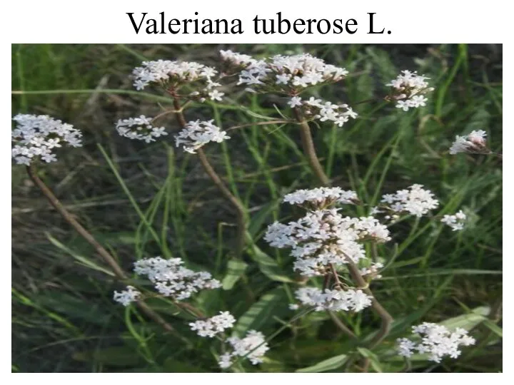 Valeriana tuberose L.