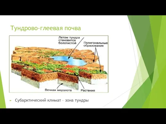 Тундрово-глеевая почва Субарктический климат – зона тундры