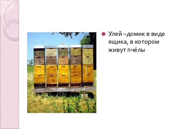 Улей –домик в виде ящика, в котором живут пчёлы