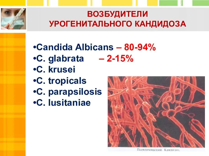 Candida Albicans – 80-94% C. glabrata – 2-15% C. krusei C. tropicals