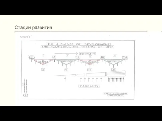 Стадии развития